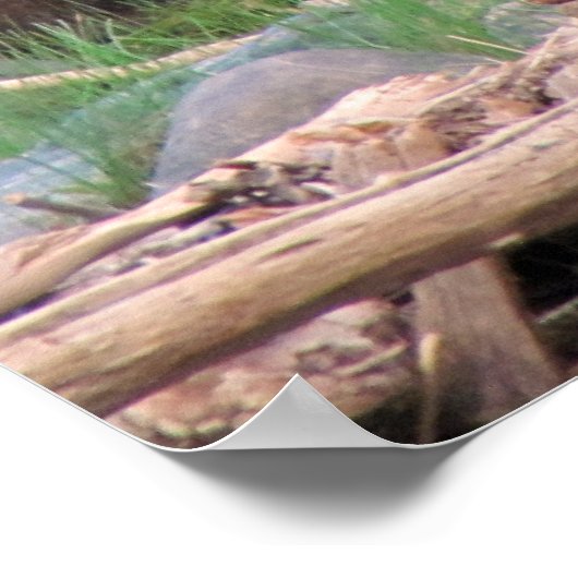 Cinnamon Bear Poster (Ecke)