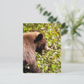 Cinnamon Black Bear Postkarte (Stehend Vorderseite)