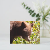 Cinnamon Black Bear Postkarte (Stehend Vorderseite)