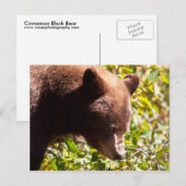 Cinnamon Black Bear Postkarte (Vorne/Hinten)