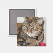 Cinnamon Magnet (Vorderseite/Rückseite)