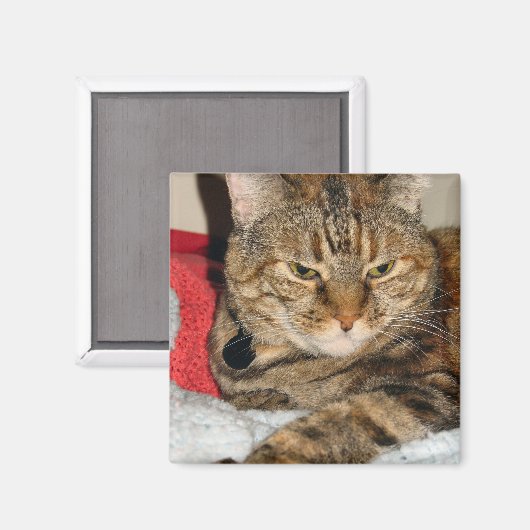 Cinnamon Magnet (Vorderseite/Rückseite)