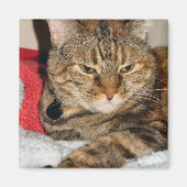 Cinnamon Magnet (Vorne)