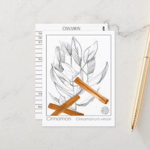 Cinnamon Spice Materia Medica Monograph Postkarte