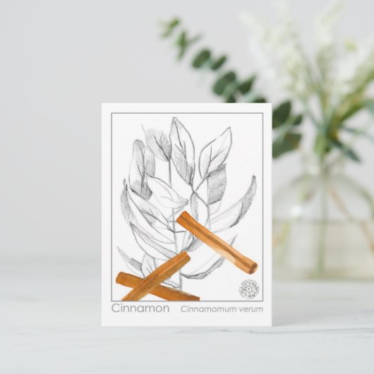 Cinnamon Spice Materia Medica Monograph Postkarte (Stehend Vorderseite)