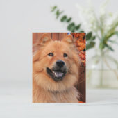 Cinny - Chow Chow Chow Foto-12 Postkarte (Stehend Vorderseite)