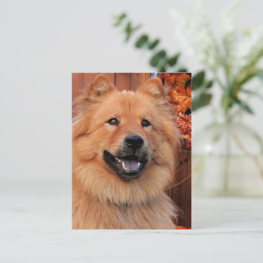 Cinny - Chow Chow Chow Foto-12 Postkarte (Stehend Vorderseite)