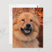 Cinny - Chow Chow Chow Foto-12 Postkarte (Vorne/Hinten)