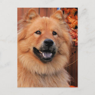 Cinny - Chow Chow Chow Foto-12 Postkarte