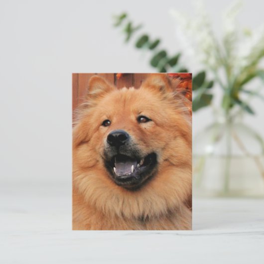 Cinny - Chow Chow Chow Foto - 5 Postkarte (Stehend Vorderseite)