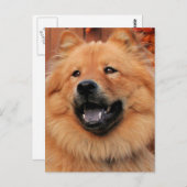 Cinny - Chow Chow Chow Foto - 5 Postkarte (Vorne/Hinten)