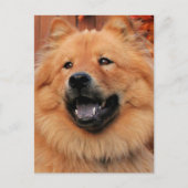 Cinny - Chow Chow Chow Foto - 5 Postkarte (Vorderseite)