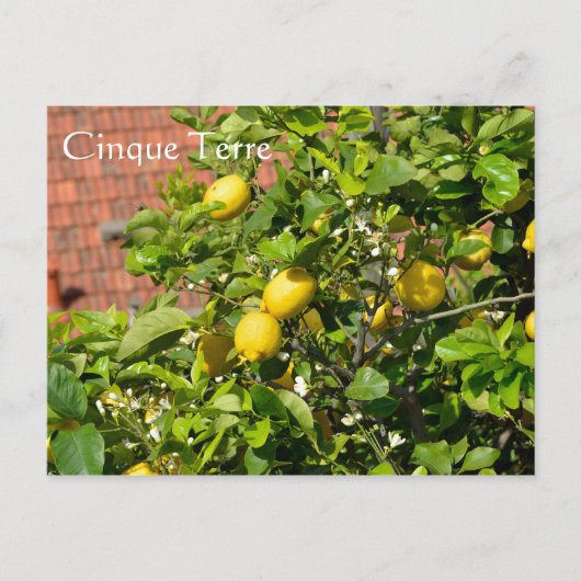 Cinque Terre, Italien Postkarte (Vorderseite)