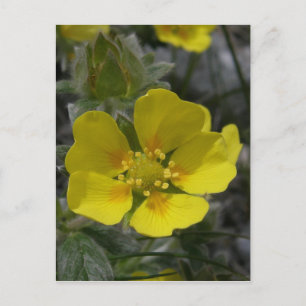 Cinquefoil Blossom, Insel Unalaska Postkarte