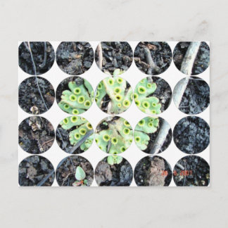 Circle Foto Postkarte