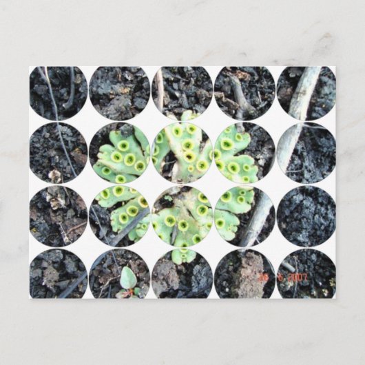 Circle Foto Postkarte (Vorderseite)