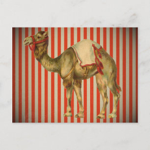 CIRCUS CAMEL VINTAG POSTKARTE