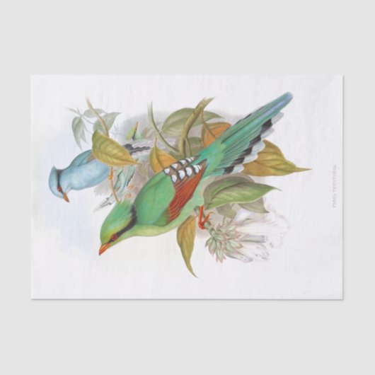 Cissa Venatoria Decoupage Seidenpapier (Vorderseite)