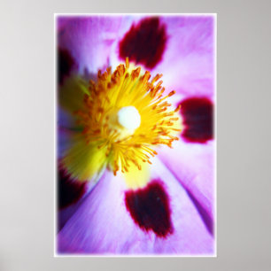 Cistus-Blume Poster