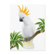 Citron Crested Cockatoo Postcard
