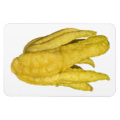 Citron Fruit Foto Magnet (Horizontal)