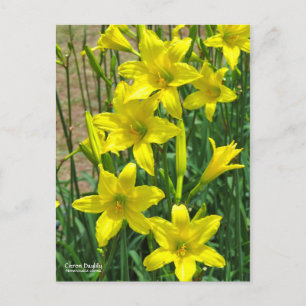 Citron Taglilie    [Postkarte] ポ ト ド Postkarte