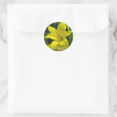 Citron-Taglilie [Round-Siegel] Runder Aufkleber (Tasche)