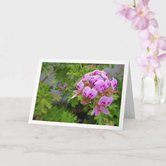 Citronella-Pflanze mit Flora Karte (Orchidee)