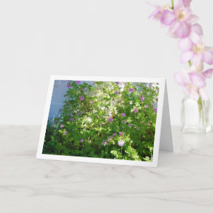 Citronella-Pflanze mit Flora Karte