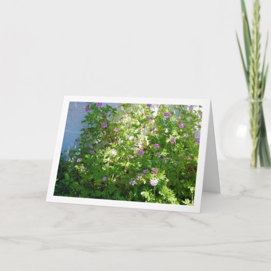 Citronella-Pflanze mit Flora Karte (Vorderseite)