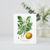 Citrus auranticum (Orange von Sevilla) Postkarte (Stehend Vorderseite)