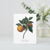 Citrus auranticum 'Seville Orange' Postkarte (Stehend Vorderseite)