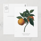 Citrus auranticum 'Seville Orange' Postkarte (Vorne/Hinten)