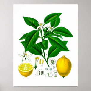 Citrus Fruit Lemon Botanical Print no 7 Wall Art Poster
