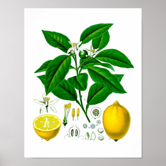 Citrus Fruit Lemon Botanical Print no 7 Wall Art Poster (Vorne)