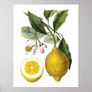 Citrus Fruit Lemon Botanical Print no 9 Wall Art Poster