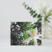 Citrus × limon postkarte (Stehend Vorderseite)