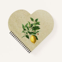 Citrus Limonium Illustration