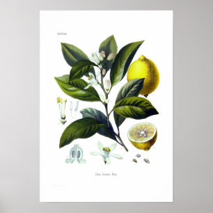 Citrus Limonum (Zitrone) Poster