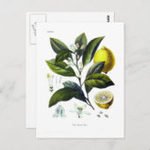 Citrus Limonum (Zitrone) Postkarte (Vorne/Hinten)