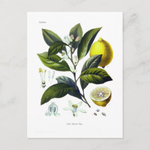 Citrus Limonum (Zitrone) Postkarte