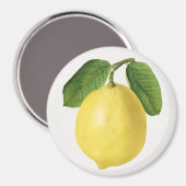 Citrus Magnet (Vorderseite/Rückseite)