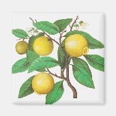 Citrus Magnet (Vorne)