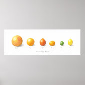 Citrus-Sammlung Poster (Vorne)