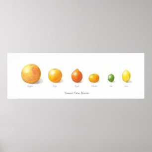 Citrus-Sammlung Poster