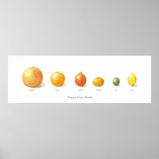 Citrus-Sammlung Poster (Vorne)