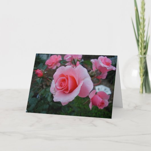 Citrus Tease Karte (Vorderseite)