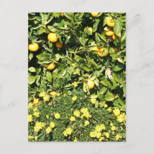 Citrus und Euryops Postcard Postkarte