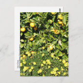 Citrus und Euryops Postcard Postkarte (Vorne/Hinten)