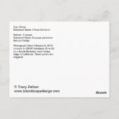 Citrus und Euryops Postcard Postkarte (Rückseite)